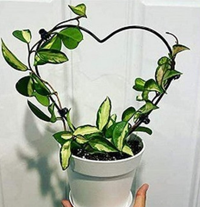 Topiary Frame - Heart