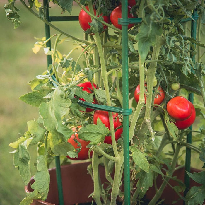 Tomato & Climbing Vegetable Cage